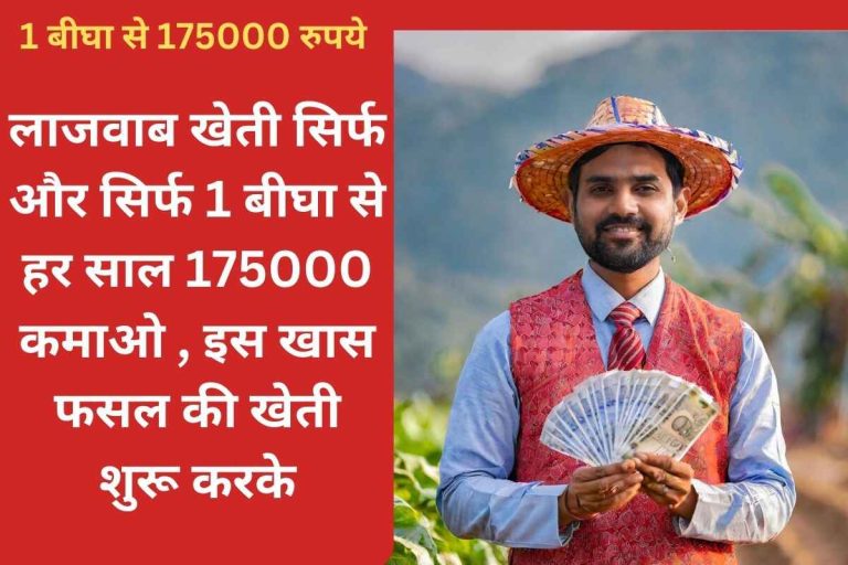Amazing Farming Earn Rs 175000 every year from just 1 Bigha, by starting farming of this special crop