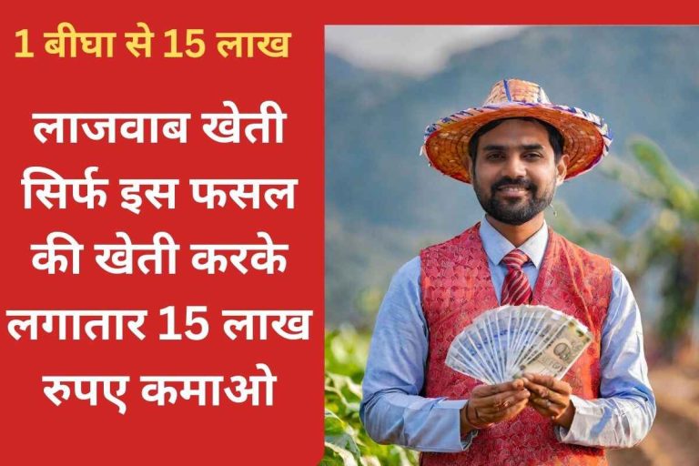 Amazing farming Earn 15 lakh rupees continuously just by cultivating this crop.