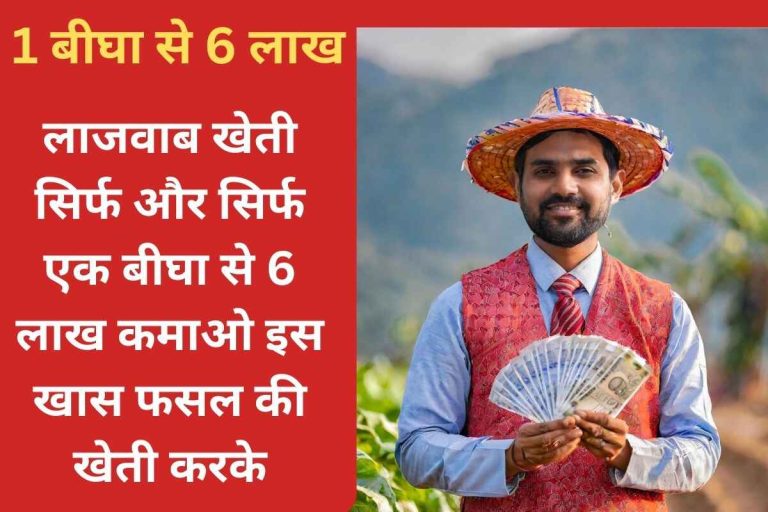 Amazing farming, earn 6 lakhs from just one bigha