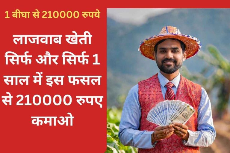 Amazing farming, earn Rs 210000 from this crop in just 1 year