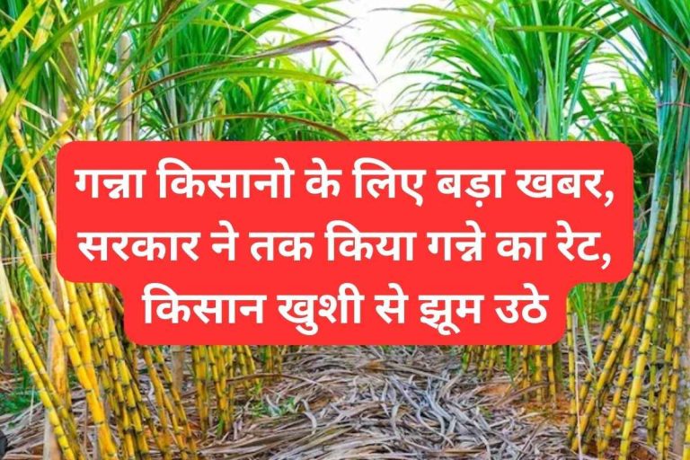 Big news for sugarcane farmers Government has increased the rate of sugarcane.