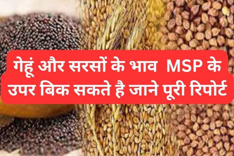 Wheat and mustard prices can be sold above MSP, know full report