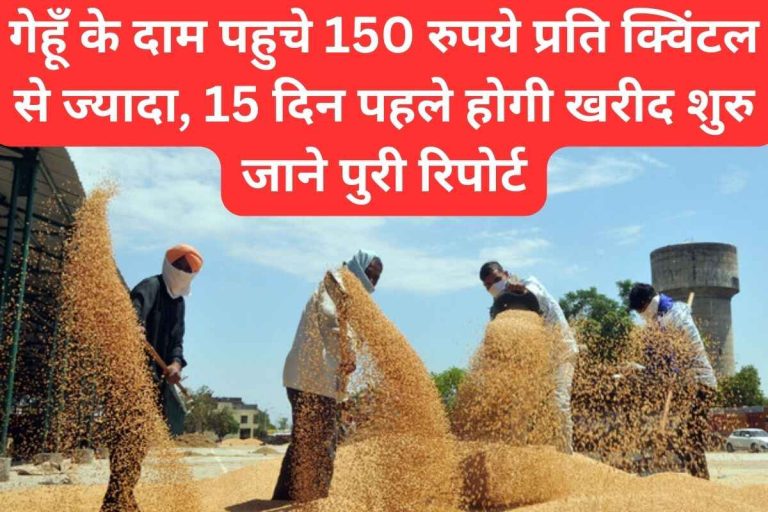 Wheat prices reach more than Rs 150 per quintal