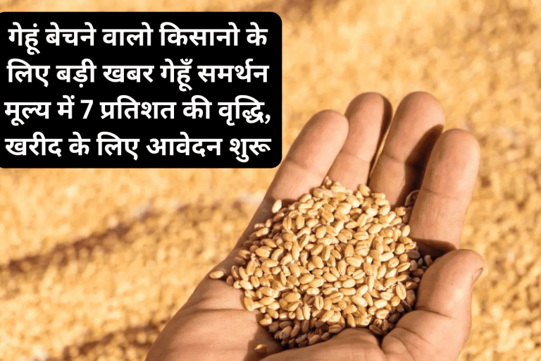 Wheat support price increased by 7 percent, applications for purchase started
