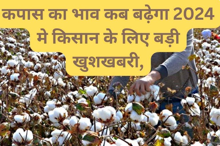 When will the price of cotton increase in 2024 Big news for farmers.