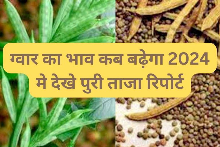 When will the price of guar increase in 2024