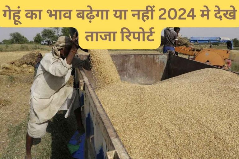 Will the price of wheat increase or not in 2024 See latest report.